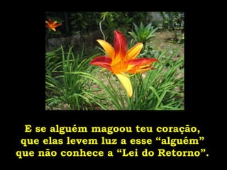 E se alguém magoou teu coração, que elas levem luz a esse “alguém” que não conhece a “Lei do Retorno”. 