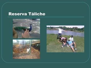 Reserva Táliche
 