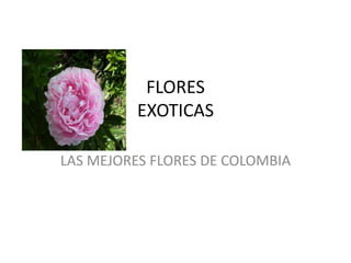 FLORES  EXOTICAS  LAS MEJORES FLORES DE COLOMBIA 