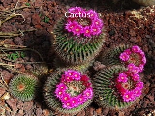Cactus
