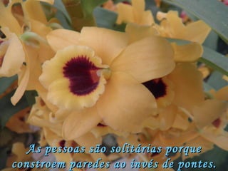 As pessoas são solitárias porque constroem paredes ao invés de pontes. (Joseph Newton) 