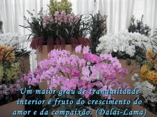 Um maior grau de tranquilidade interior é fruto do crescimento do amor e da compaixão. (Dalai-Lama) 