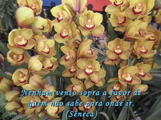 Nenhum vento sopra a favor de quem não sabe para onde ir. (Sêneca) 