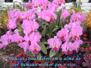 Poucas coisas libertam a alma do ser humano melhor que o riso. (Anônimo) 