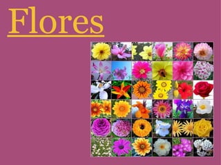 Flores 