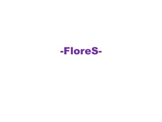 -FloreS-
 