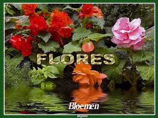 Bloemen FLORES 