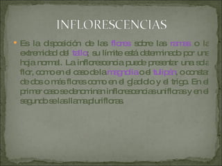 Es la disposición de las  flores  sobre las  ramas  o la extremidad del  tallo ; su límite está determinado por una hoja normal. La inflorescencia puede presentar una sola flor, como en el caso de la  magnolia  o el  tulipán , o constar de dos o más flores como en el gladiolo y el trigo. En el primer caso se denominan inflorescencias unifloras y en el segundo se las llama plurifloras. 