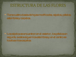 Tiene cuatro clases de hojas modificadas, sépalos, pétalos, estambres y carpelos.  Los sépalos se encuentran en el exterior, los pétalos en seguida, a estos siguen los estambres y en el centro se localizan los carpelos. 