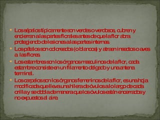 Los sépalos típicamente son verdes o verdosos, cubren y encierran a las partes florales antes de que la flor abra protegiendo de lesiones a las partes internas. Los pétalos son coloreados (o blancos) y atraen insectos o aves  a  las flores. Los estambres son los órganos masculinos de la flor, cada estambre consiste en un filamento delgado y una antena terminal. Los carpelos son los órganos femeninos de la flor, es una hoja modificada que lleva una hilera de óvulos a lo largo de cada orilla y se dobla de manera que los óvulos están encerrados y no expuestos al aire. 