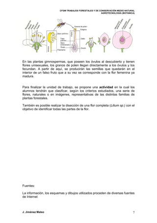 CFGM TRABAJOS FORESTALES Y DE CONSERVACIÓN MEDIO NATURAL
AGROTECNOLOGÍA (BOTÁNICA)
En las plantas gimnospermas, que poseen los óvulos al descubierto y tienen
flores unisexuales, los granos de polen llegan directamente a los óvulos y los
fecundan. A partir de aquí, se producirán las semillas que quedarán en el
interior de un falso fruto que a su vez se corresponde con la flor femenina ya
madura.
Para finalizar la unidad de trabajo, se propone una actividad en la cual los
alumnos tendrán que clasificar, según los criterios estudiados, una serie de
flores, naturales o en imágenes, representativas de las distintas familias de
plantas forestales.
También es posible realizar la disección de una flor completa (Lilium sp.) con el
objetivo de identificar todas las partes de la flor.
Fuentes:
La información, los esquemas y dibujos utilizados proceden de diversas fuentes
de Internet
J. Jiménez Mateo 7
 
