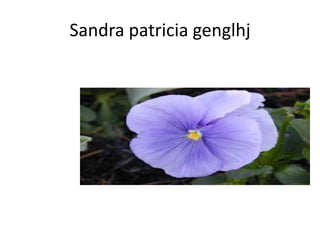 Sandra patricia genglhj

 
