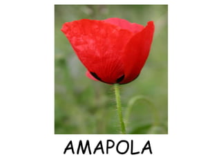 AMAPOLA
 