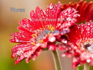 Rodolfo Reyes Bencorp
Fuente: Google.com
 