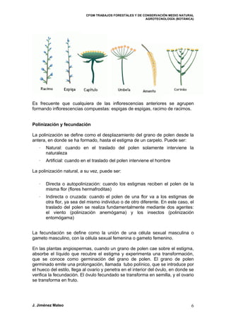 CFGM TRABAJOS FORESTALES Y DE CONSERVACIÓN MEDIO NATURAL 
AGROTECNOLOGÍA (BOTÁNICA) 
Es frecuente que cualquiera de las inflorescencias anteriores se agrupen formando inflorescencias compuestas: espigas de espigas, racimo de racimos. 
Polinización y fecundación 
La polinización se define como el desplazamiento del grano de polen desde la antera, en donde se ha formado, hasta el estigma de un carpelo. Puede ser: 
· Natural: cuando en el traslado del polen solamente interviene la naturaleza 
· Artificial: cuando en el traslado del polen interviene el hombre 
La polinización natural, a su vez, puede ser: 
· Directa o autopolinización: cuando los estigmas reciben el polen de la misma flor (flores hermafroditas) 
· Indirecta o cruzada: cuando el polen de una flor va a los estigmas de otra flor, ya sea del mismo individuo o de otro diferente. En este caso, el traslado del polen se realiza fundamentalmente mediante dos agentes: el viento (polinización anemógama) y los insectos (polinización entomógama) 
La fecundación se define como la unión de una célula sexual masculina o gameto masculino, con la célula sexual femenina o gameto femenino. 
En las plantas angiospermas, cuando un grano de polen cae sobre el estigma, absorbe el líquido que recubre el estigma y experimenta una transformación, que se conoce como germinación del grano de polen. El grano de polen germinado emite una prolongación, llamada tubo polínico, que se introduce por el hueco del estilo, llega al ovario y penetra en el interior del óvulo, en donde se verifica la fecundación. El óvulo fecundado se transforma en semilla, y el ovario se transforma en fruto. 
J. Jiménez Mateo 6 
 