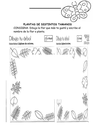 PLANTAS DE DISTINTOS TAMAÑOS
CONSIGNA: Dibuja la flor que más te gustó y escribe el
nombre de la flor o planta.
 
