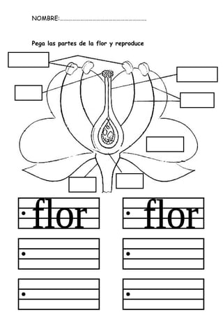 NOMBRE:……………………………………………………….
Pega las partes de la flor y reproduce
 