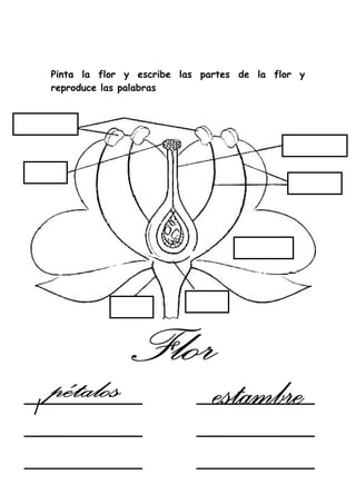 Pinta la flor y escribe las partes de la flor y
reproduce las palabras
 