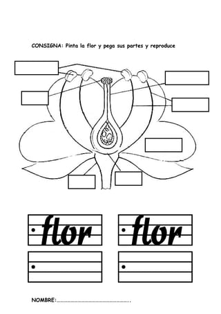 CONSIGNA: Pinta la flor y pega sus partes y reproduce
NOMBRE:……………………………………………………..
 