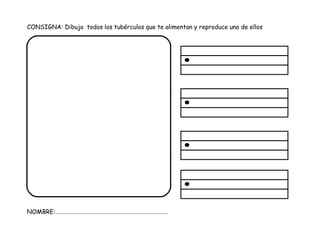 CONSIGNA: Dibuja todos los tubérculos que te alimentan y reproduce uno de ellos
NOMBRE:……………………………………………………………………….
 