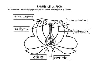 PARTES DE LA FLOR
CONSIGNA: Recorta y pega las partes donde corresponde y colorea
 