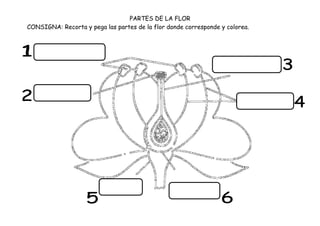 PARTES DE LA FLOR
CONSIGNA: Recorta y pega las partes de la flor donde corresponde y colorea.
 