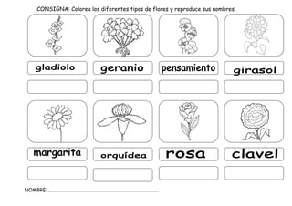 CONSIGNA: Colorea los diferentes tipos de flores y reproduce sus nombres.
NOMBRE:…………………………………………………………………………………………
 