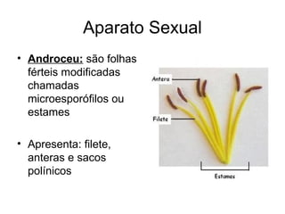 Aparato Sexual
• Androceu: são folhas
férteis modificadas
chamadas
microesporófilos ou
estames
• Apresenta: filete,
anteras e sacos
polínicos
 