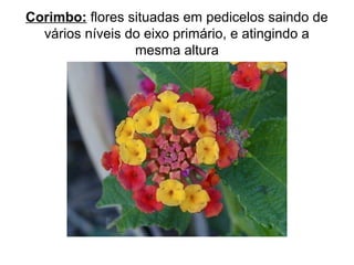 Corimbo: flores situadas em pedicelos saindo de
vários níveis do eixo primário, e atingindo a
mesma altura
 