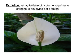 Espádice: variação da espiga com eixo primário
carnoso, e envolvida por bráctea
 