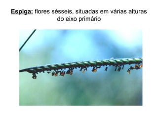 Espiga: flores sésseis, situadas em várias alturas
do eixo primário
 
