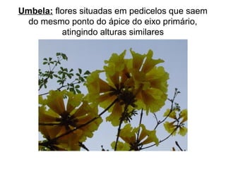 Umbela: flores situadas em pedicelos que saem
do mesmo ponto do ápice do eixo primário,
atingindo alturas similares
 