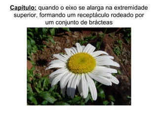 Capítulo: quando o eixo se alarga na extremidade
superior, formando um receptáculo rodeado por
um conjunto de brácteas
 