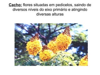 Cacho: flores situadas em pedicelos, saindo de
diversos níveis do eixo primário e atingindo
diversas alturas
 