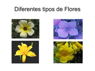Diferentes tipos de Flores
 