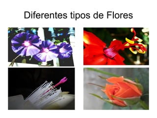 Diferentes tipos de Flores
 