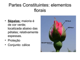 Partes Constituintes: elementos
florais
• Sépalas: maioria é
de cor verde;
localizada abaixo das
pétalas; relativamente
espessas.
• Proteção
• Conjunto: cálice
 