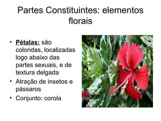 Partes Constituintes: elementos
florais
• Pétalas: são
coloridas, localizadas
logo abaixo das
partes sexuais, e de
textura delgada
• Atração de insetos e
pássaros
• Conjunto: corola
 