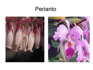 Perianto
 