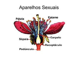 Aparelhos Sexuais
 