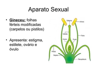 Aparato Sexual
• Gineceu: folhas
férteis modificadas
(carpelos ou pistilos)
• Apresenta: estigma,
estilete, ovário e
óvulo
 