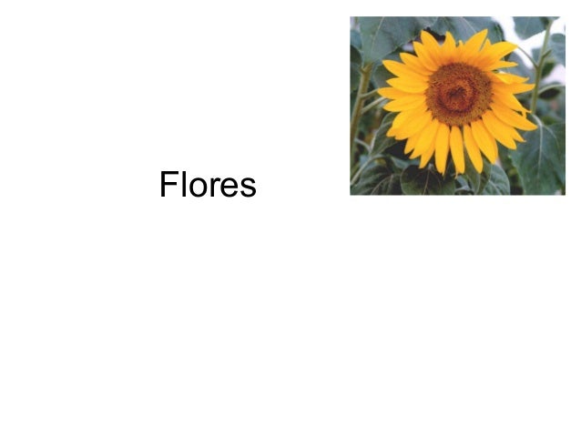 Flores
 