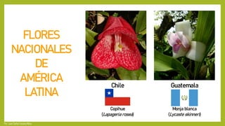 FLORES
NACIONALES
DE
AMÉRICA
LATINA
Chile
Copihue
(Lapageria rosea)
Guatemala
Monja blanca
(Lycaste skinneri)
Por: Juan Carlos Fonseca Mata
 