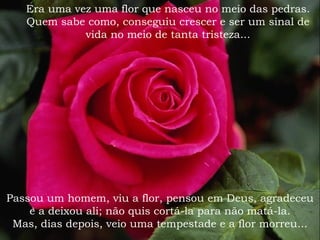 Passou um homem, viu a flor, pensou em Deus, agradeceu e a deixou ali; não quis cortá-la para não matá-la. Mas, dias depois, veio uma tempestade e a flor morreu... Era uma vez uma flor que nasceu no meio das pedras. Quem sabe como, conseguiu crescer e ser um sinal de vida no meio de tanta tristeza... 
