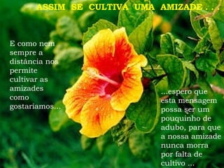 E como nem sempre a distância nos permite cultivar as amizades como gostaríamos...  ASSIM  SE  CULTIVA  UMA  AMIZADE . . . ...espero que esta mensagem possa ser um pouquinho de adubo, para que a nossa amizade nunca morra por falta de cultivo ... 