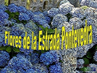 Flores de la Estrada Pontevedra 