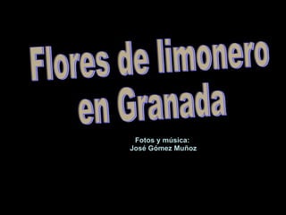 Fotos y música:  José Gómez Muñoz Flores de limonero  en Granada 