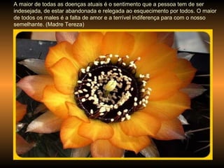 A maior de todas as doenças atuais é o sentimento que a pessoa tem de ser indesejada, de estar abandonada e relegada ao esquecimento por todos. O maior de todos os males é a falta de amor e a terrível indiferença para com o nosso semelhante. (Madre Tereza) 