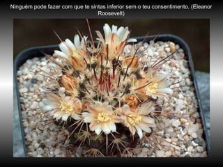 Ninguém pode fazer com que te sintas inferior sem o teu consentimento. (Eleanor Roosevelt) 