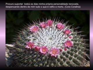 Procuro suportar  todos os dias minha própria personalidade renovada, despencando dentro de mim tudo o que é velho e morto. (Cora Coralina) 